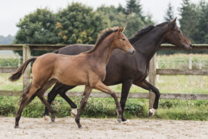 Dressurheste til salg - Dressage horses for sale
