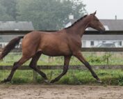 Dressurheste til salg - Dressage horses for sale