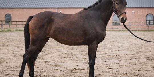 Dressurheste til salg - Danish Warmblood dressage horses for sale
