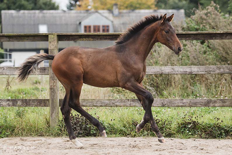 Dressurheste til salg - Danish Warmblood dressage horses for sale Dressurheste til salg - Danish Warmblood dressage horses for sale