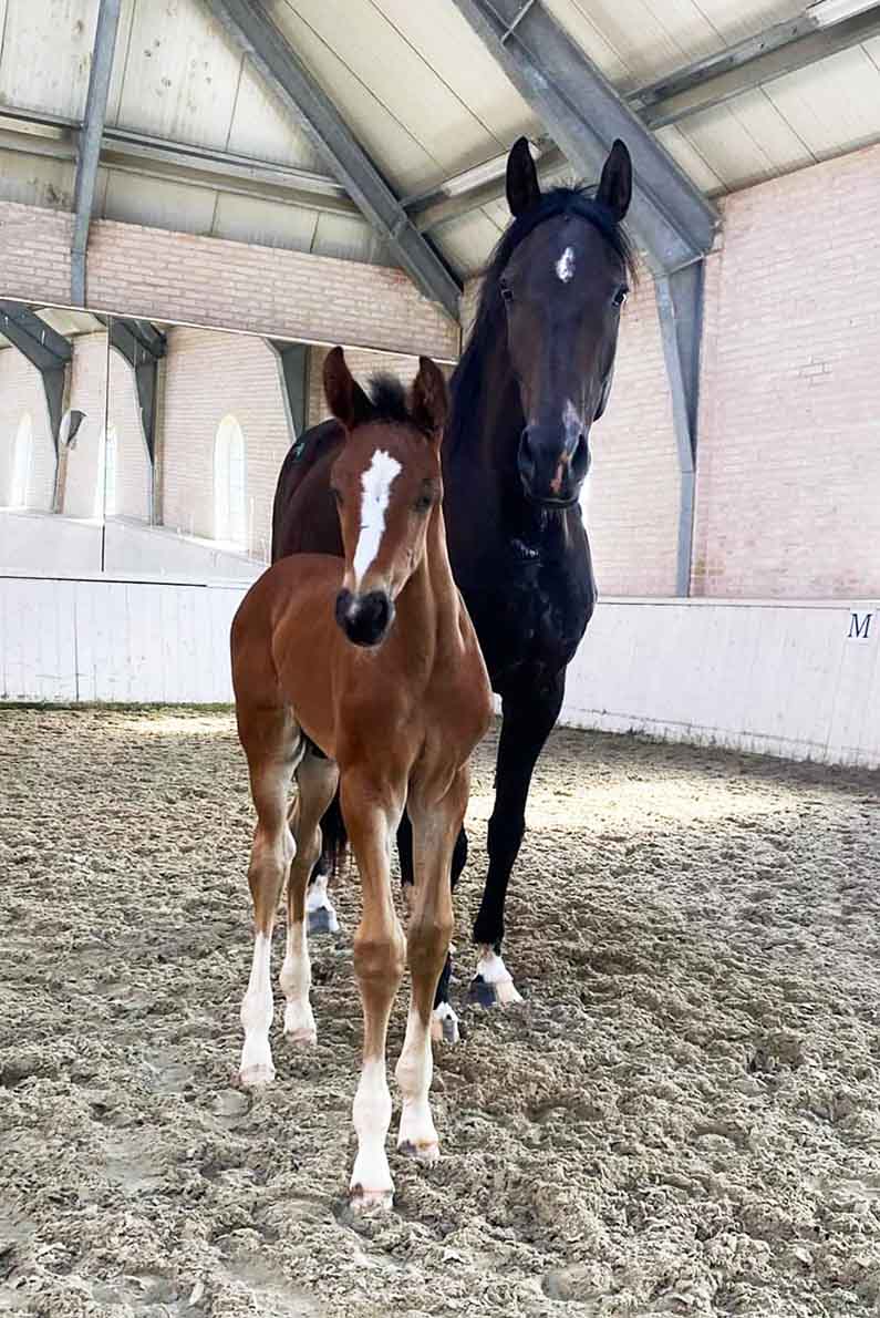 Dressurheste til salg - Danish Warmblood dressage horses for sale