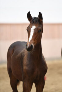 Dressurheste til salg - Dressage horses for sale